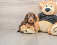 5 week old Dachshund Puppy For Sale - Florida Fur Babies