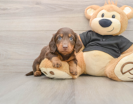 5 week old Dachshund Puppy For Sale - Florida Fur Babies
