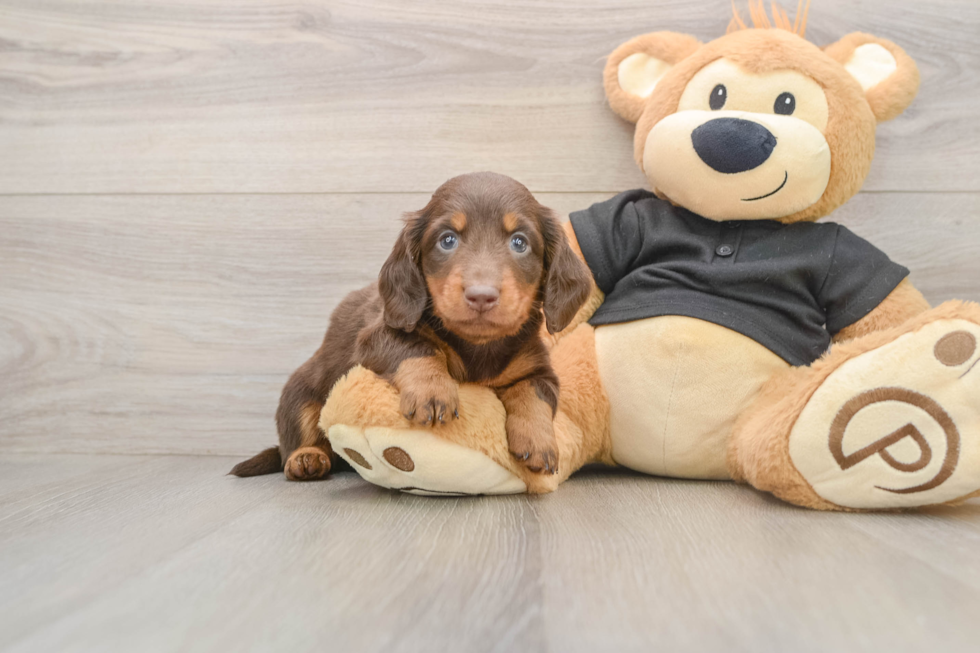 Cute Dachshund Purebred Pup