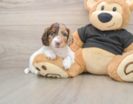 5 week old Dachshund Puppy For Sale - Florida Fur Babies