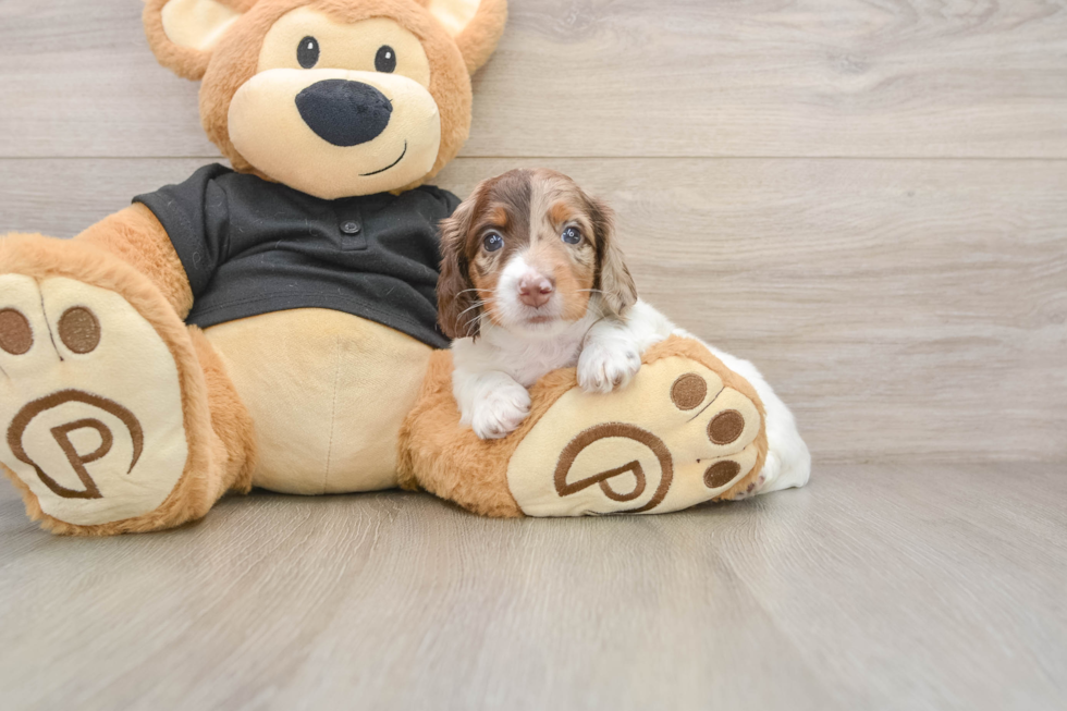 Dachshund Pup Being Cute