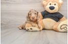 Dachshund Pup Being Cute