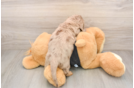 Cute Doxie Purebred Puppy