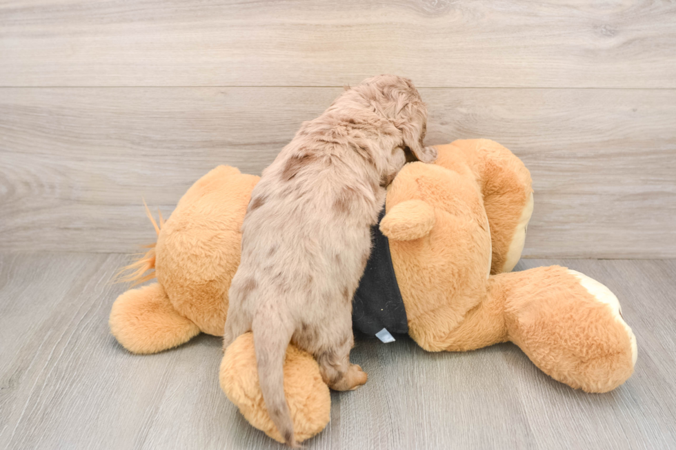 Cute Doxie Purebred Puppy
