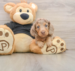 5 week old Dachshund Puppy For Sale - Florida Fur Babies