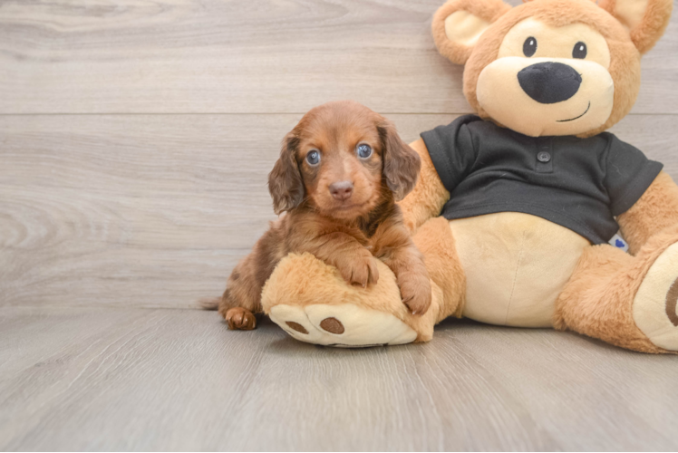 Cute Doxie Purebred Puppy