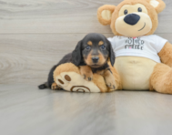 5 week old Dachshund Puppy For Sale - Florida Fur Babies