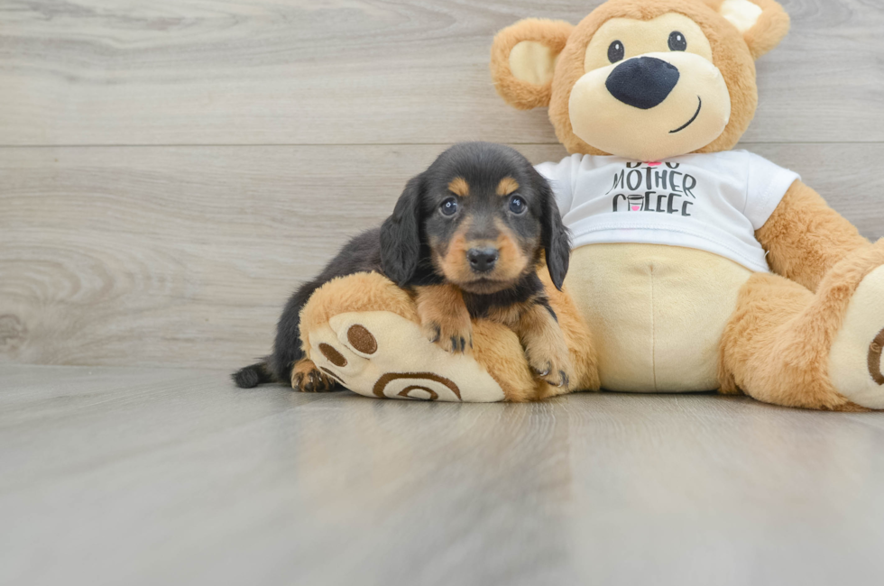 5 week old Dachshund Puppy For Sale - Florida Fur Babies