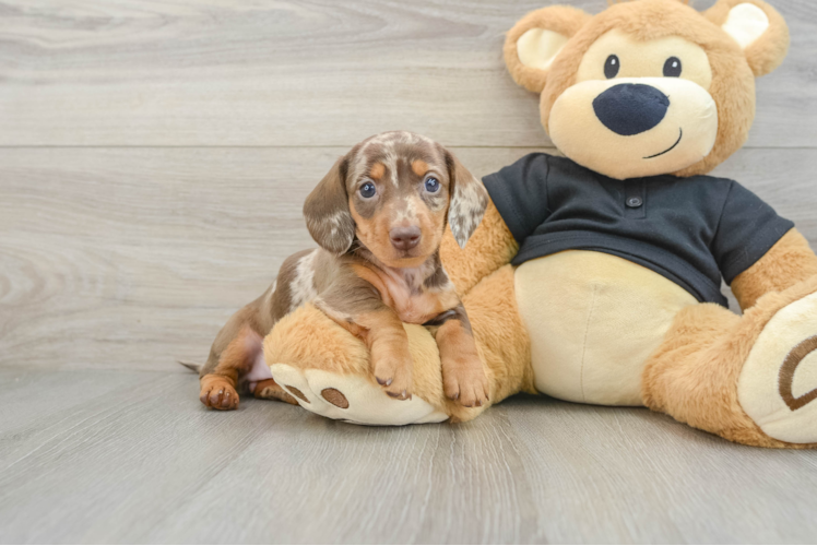 Cute Dachshund Baby