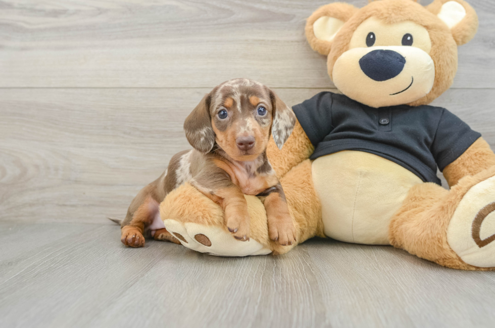 5 week old Dachshund Puppy For Sale - Florida Fur Babies