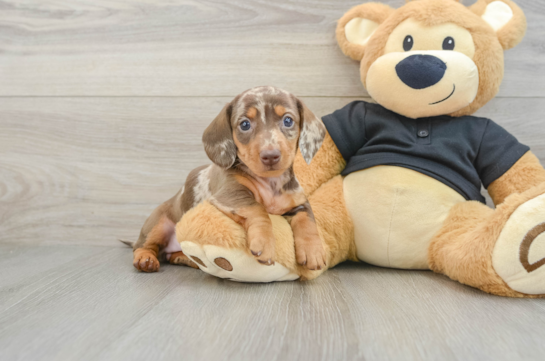 Cute Dachshund Baby