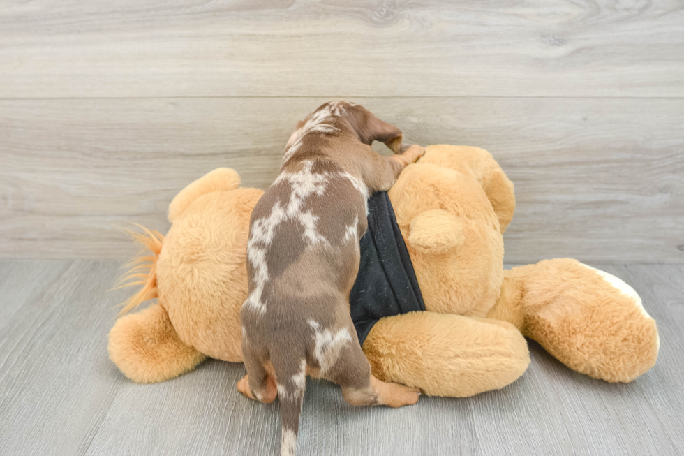 Dachshund Puppy for Adoption