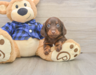 5 week old Dachshund Puppy For Sale - Florida Fur Babies