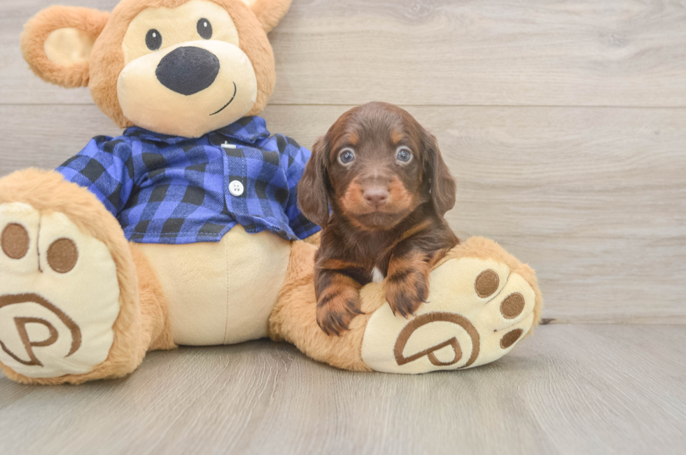 5 week old Dachshund Puppy For Sale - Florida Fur Babies