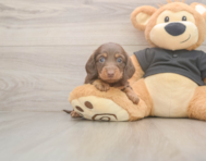 6 week old Dachshund Puppy For Sale - Florida Fur Babies