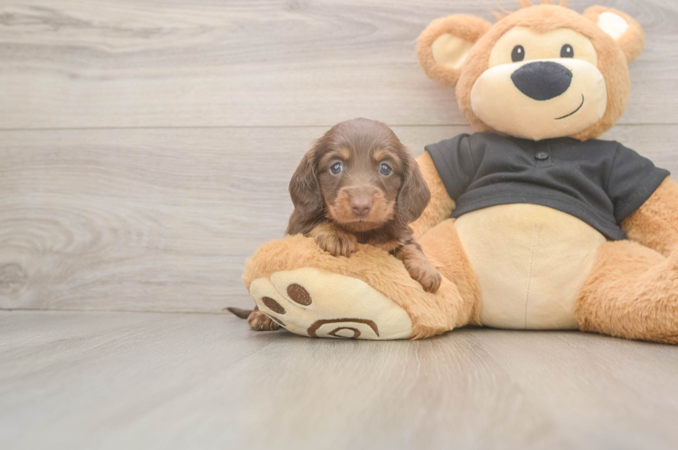 5 week old Dachshund Puppy For Sale - Florida Fur Babies