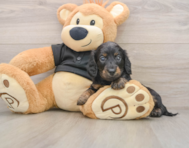 5 week old Dachshund Puppy For Sale - Florida Fur Babies