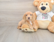 5 week old Dachshund Puppy For Sale - Florida Fur Babies