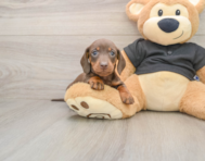 6 week old Dachshund Puppy For Sale - Florida Fur Babies