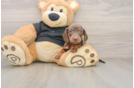 Best Dachshund Baby