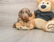5 week old Dachshund Puppy For Sale - Florida Fur Babies