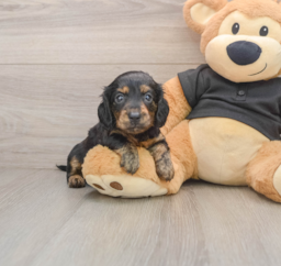 5 week old Dachshund Puppy For Sale - Florida Fur Babies