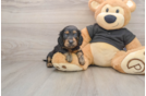 Cute Doxie Purebred Puppy