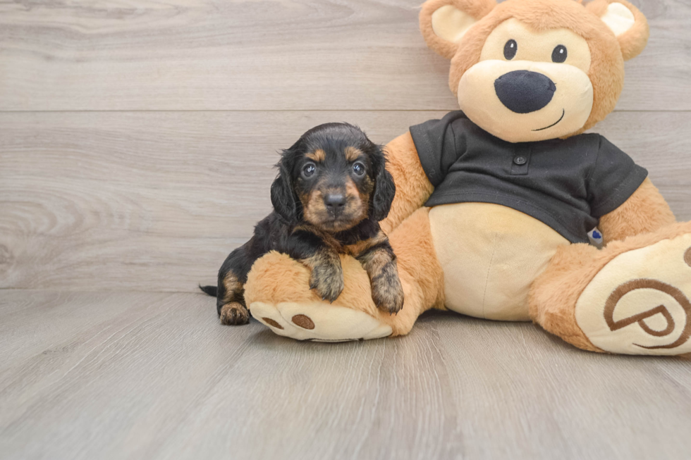 Cute Doxie Purebred Puppy