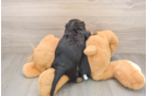 Dachshund Pup Being Cute