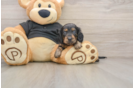 Dachshund Puppy for Adoption