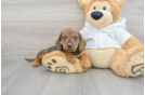 Dachshund Puppy for Adoption