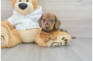 Cute Dachshund Baby