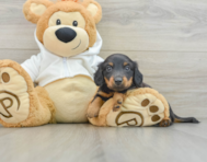 10 week old Dachshund Puppy For Sale - Florida Fur Babies