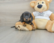 5 week old Dachshund Puppy For Sale - Florida Fur Babies