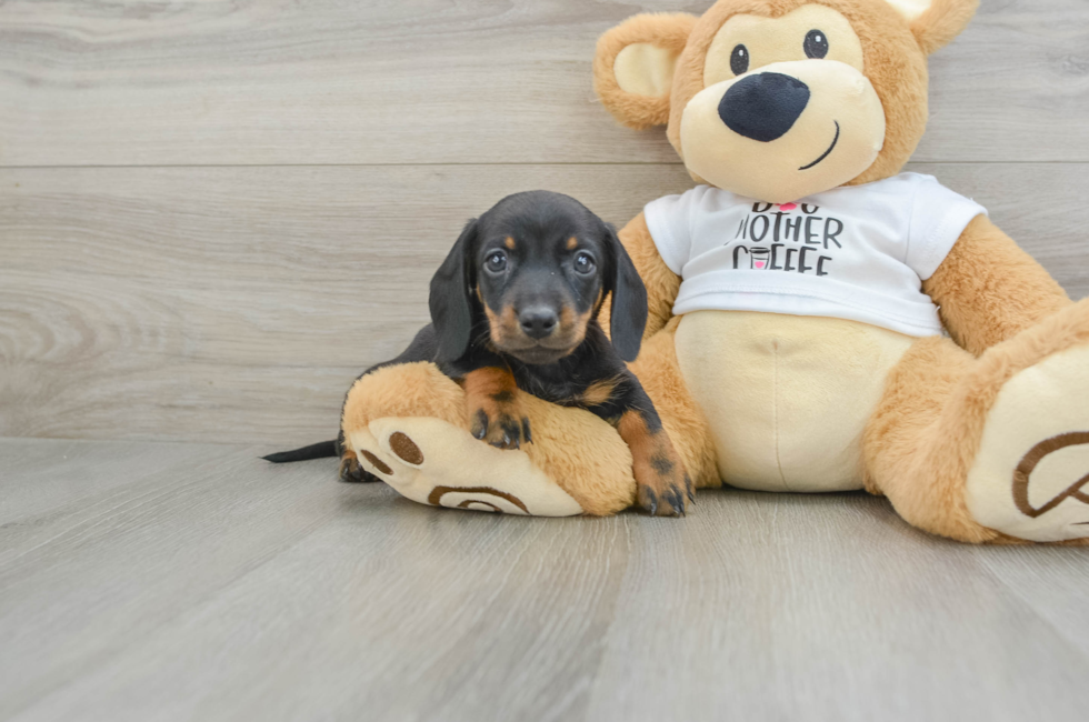 5 week old Dachshund Puppy For Sale - Florida Fur Babies