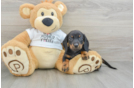 Cute Dachshund Purebred Pup