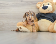 5 week old Dachshund Puppy For Sale - Florida Fur Babies