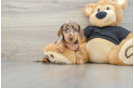 Dachshund Pup Being Cute