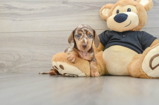 Dachshund Pup Being Cute