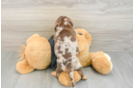 Best Dachshund Baby