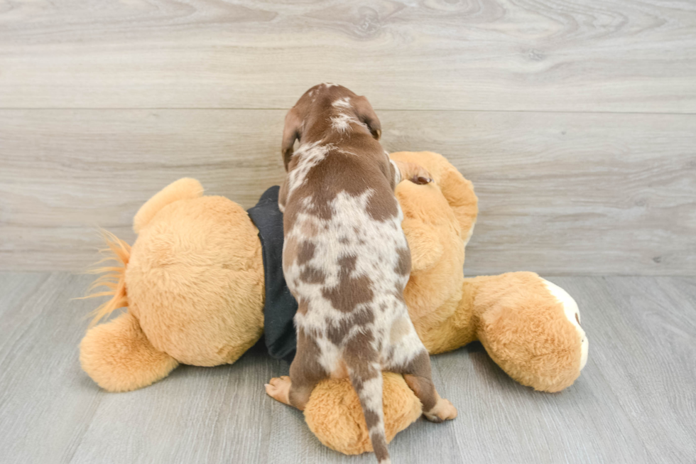 Best Dachshund Baby