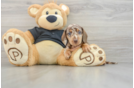 Best Dachshund Baby
