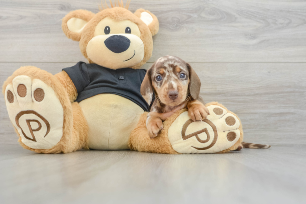 Best Dachshund Baby