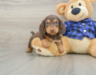 6 week old Dachshund Puppy For Sale - Florida Fur Babies