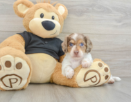 5 week old Dachshund Puppy For Sale - Florida Fur Babies