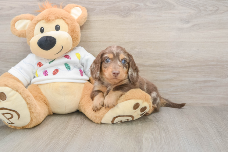 Cute Doxie Purebred Puppy
