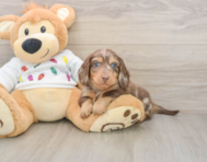 5 week old Dachshund Puppy For Sale - Florida Fur Babies