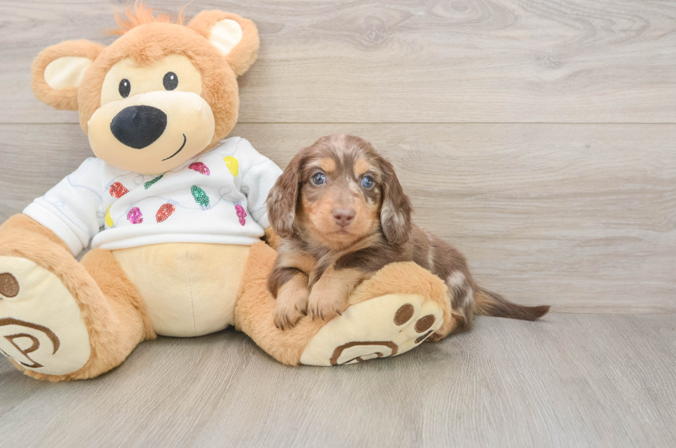 6 week old Dachshund Puppy For Sale - Florida Fur Babies