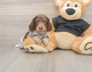 5 week old Dachshund Puppy For Sale - Florida Fur Babies
