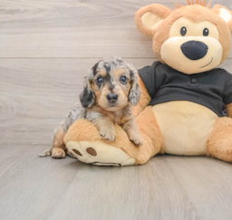 5 week old Dachshund Puppy For Sale - Florida Fur Babies